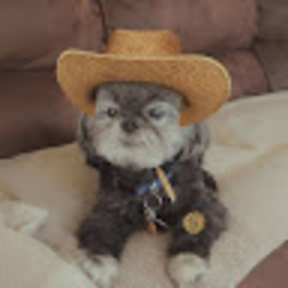 Meet your Posher, David - Picture 1 of 1